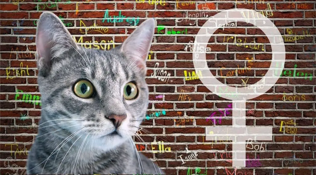 Katzennamen für weibliche Katzen