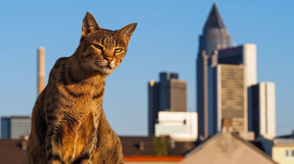 Savannah Katze vor Skyline und blauem Himmel