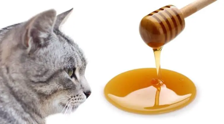 Dürfen Katzen Honig essen? Happy Tabby