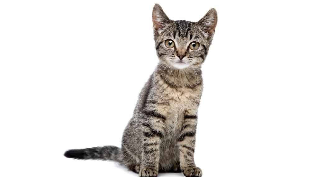 Charakter Britisch Kurzhaar Katze: Das ist typisch BKH! - Happy Tabby