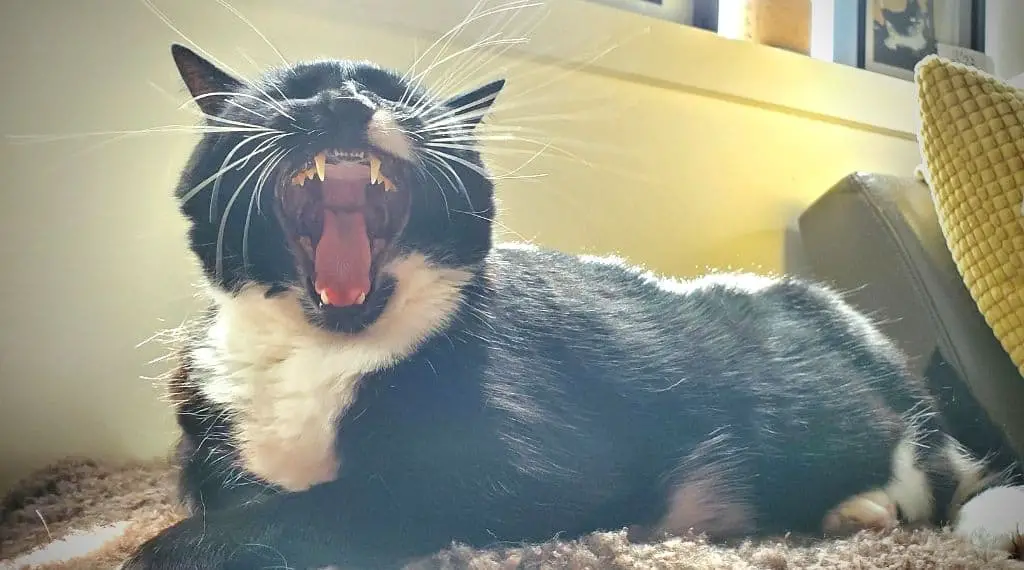 Katze Riecht Aus Dem Mund Nach Ammoniak