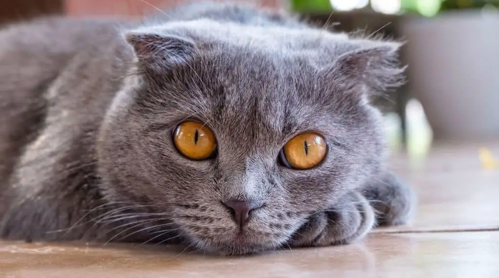 Charakter Britisch Kurzhaar Katze: Das ist typisch BKH! - Happy Tabby