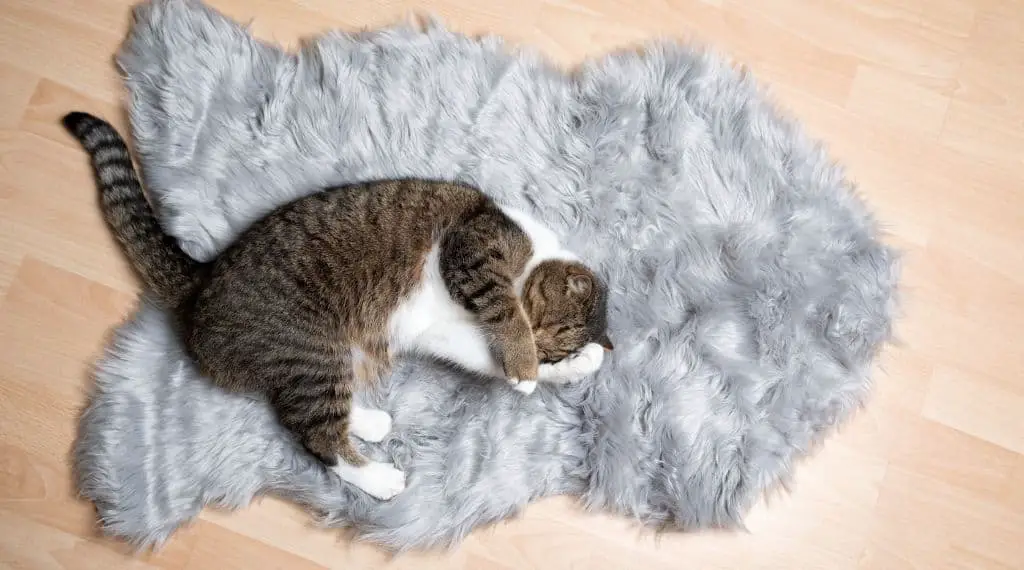 Katze liegt auf wamer Decke